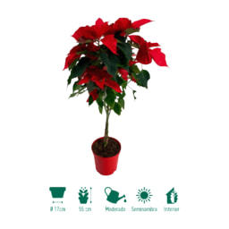 GARDENLINE® - Flor de pascua