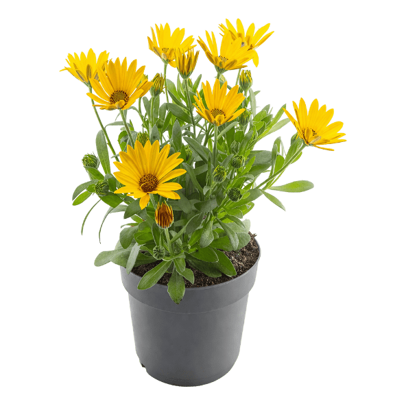 GARDENLINE® - Margaritas
