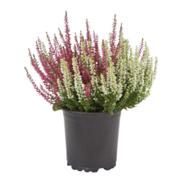 Brezo bicolor