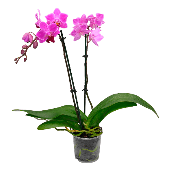 GARDENLINE® - Orquídea