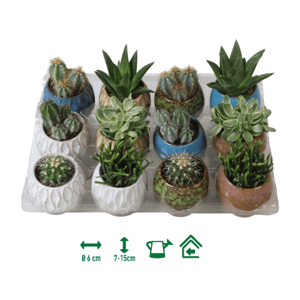 GARDENLINE® - Mini cactus