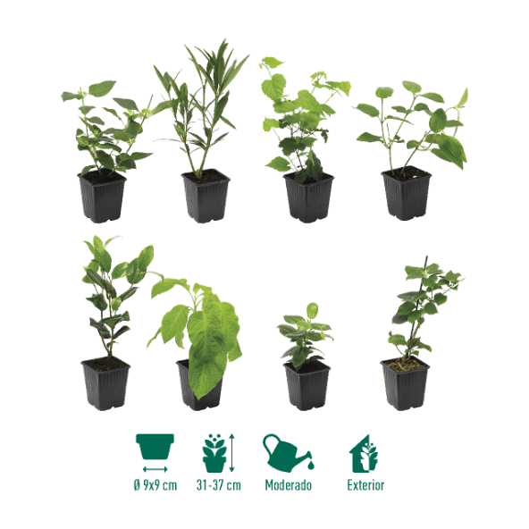 GARDENLINE® - Planta trepadora para plantar