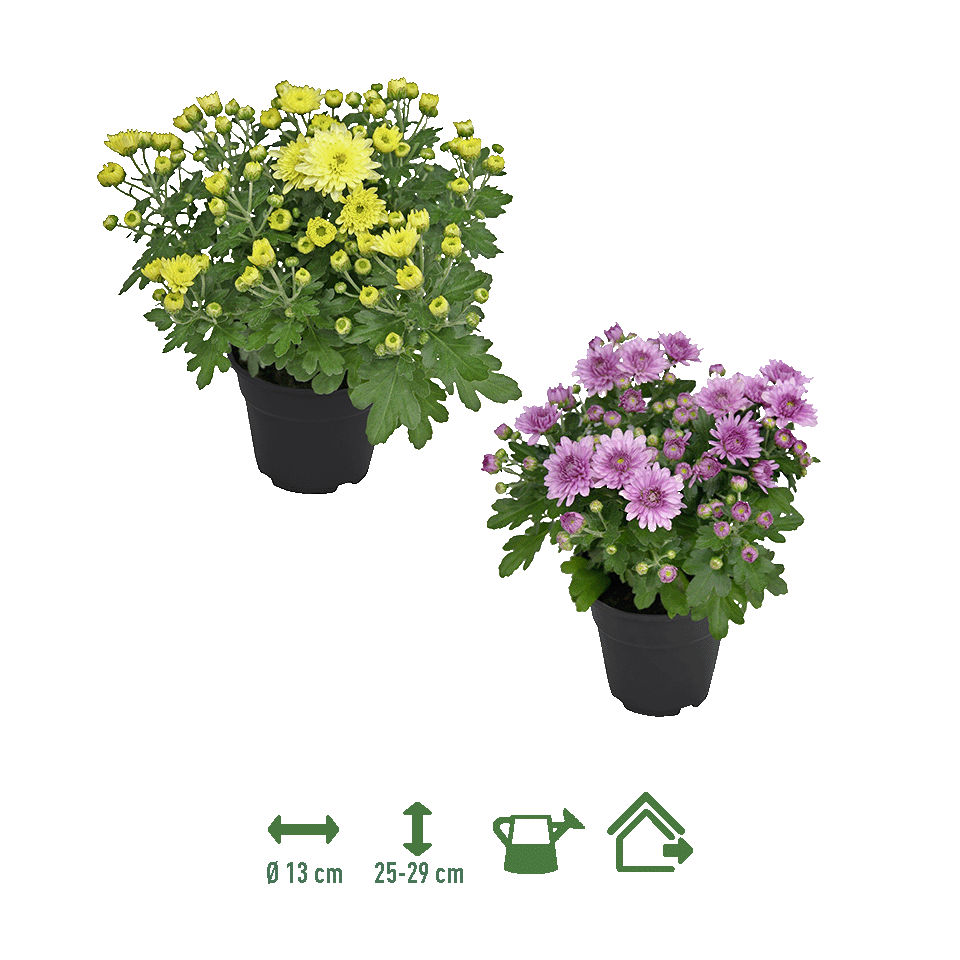 GARDENLINE® - Crisantemo