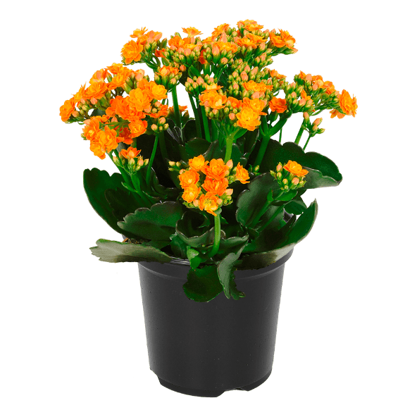 GARDENLINE® - Kalanchoe