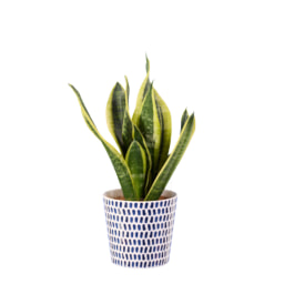 Plantas verde