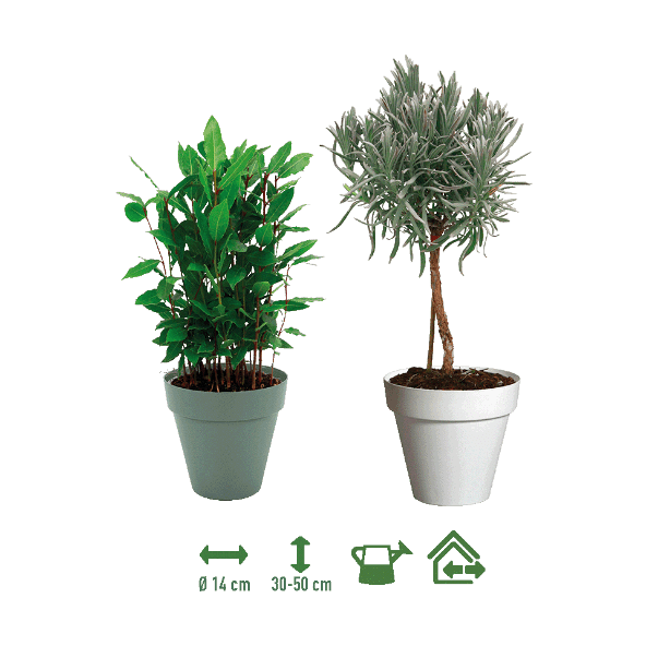 GARDENLINE® - Plantas aromáticas