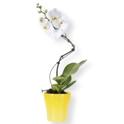 Phalaenopsis trepadora