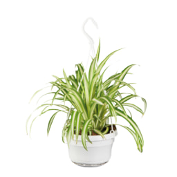Planta verde colgante