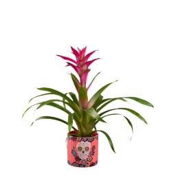 Cala y Guzmania Halloween