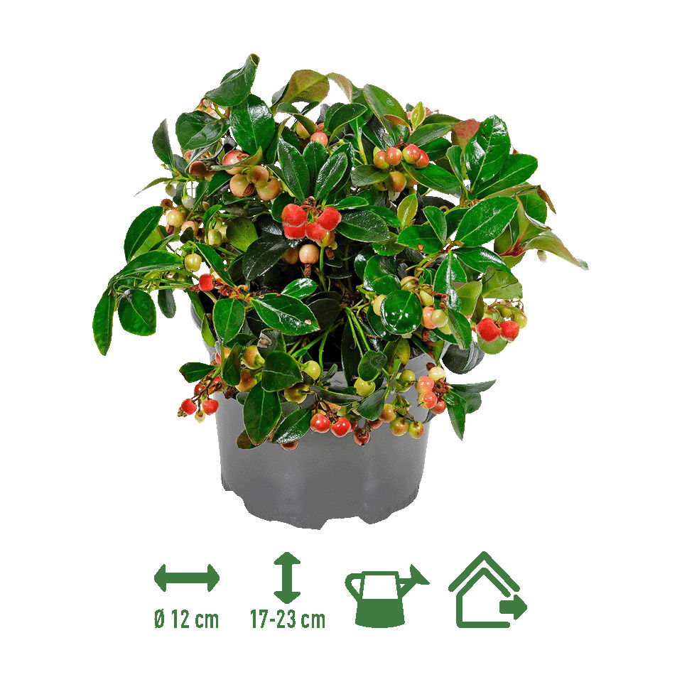 GARDENLINE® - Gaulteria
