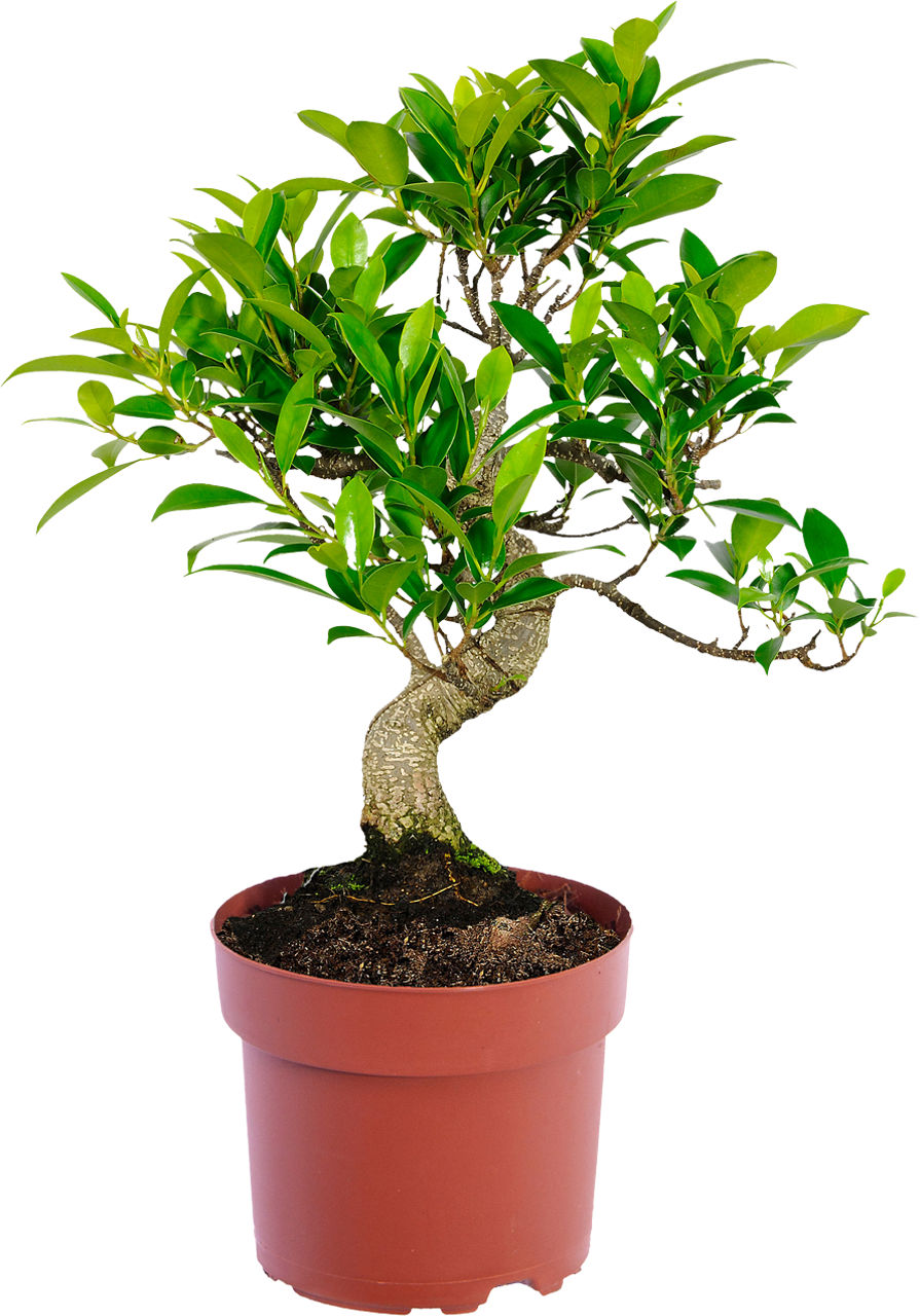 GARDENLINE® - Ficus ginseng / Pachira