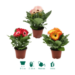 GARDENLINE® - Gerbera