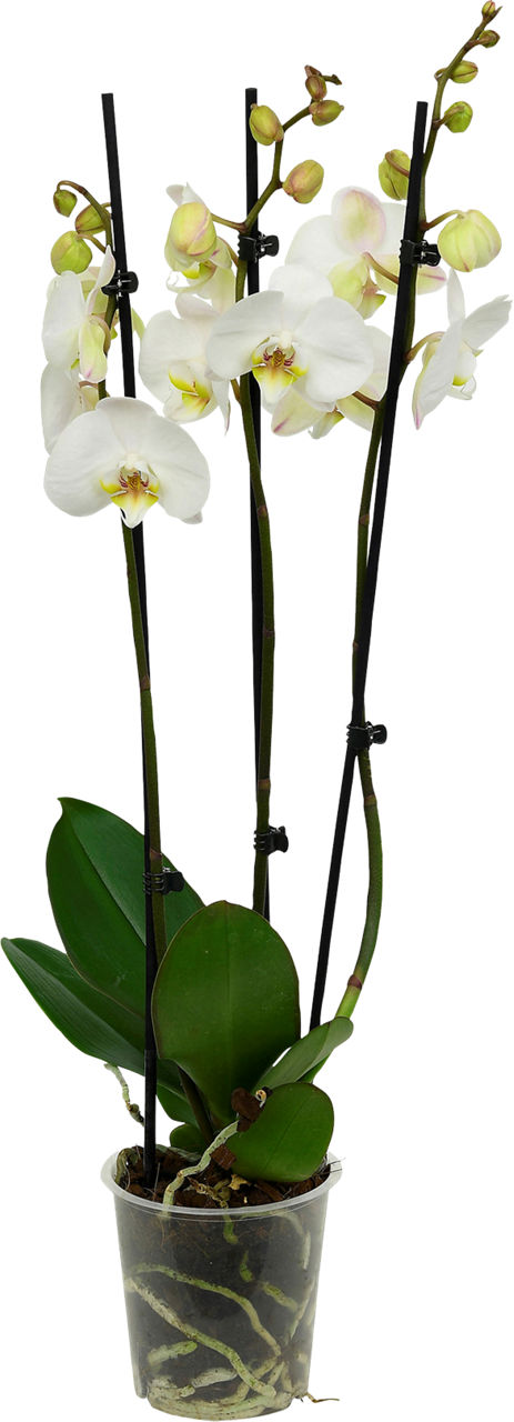 GARDENLINE® - Orquídea
