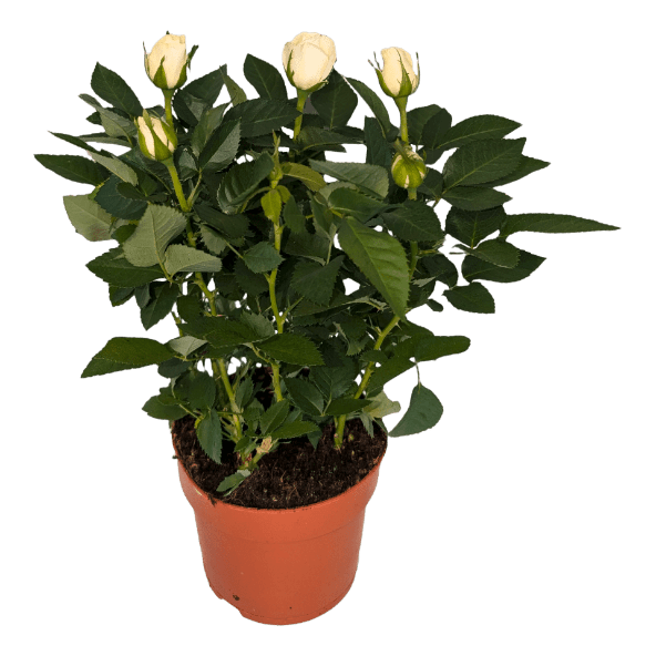 Rosal