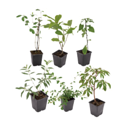 GARDENLINE® Arbusto / Árbol para plantar