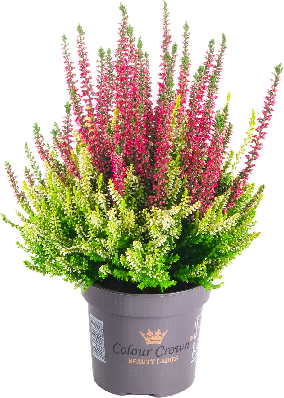 GARDENLINE® - Brezo calluna