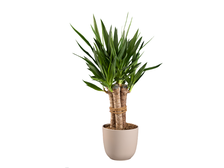 Yuca y Beaucarnea