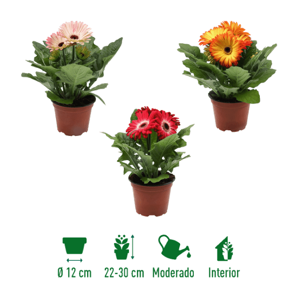GARDENLINE® - Gerbera