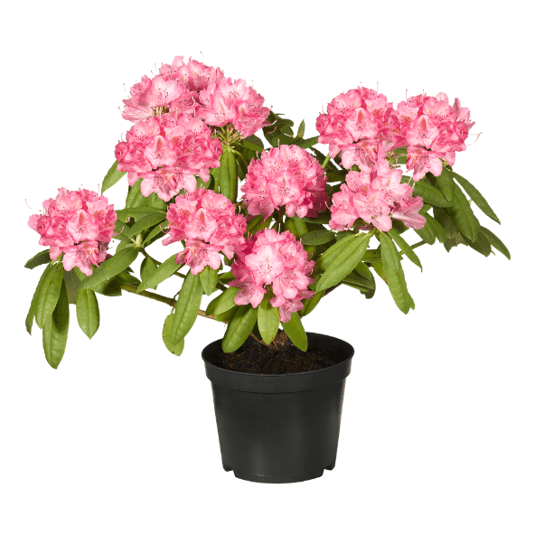 GARDENLINE® - Rododendro