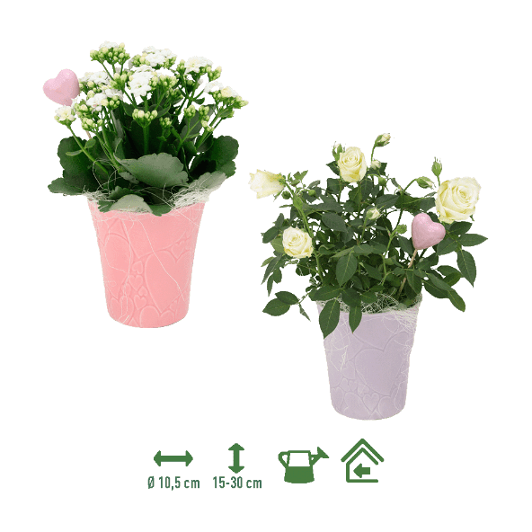 GARDENLINE® - Rosa / Kalanchoe