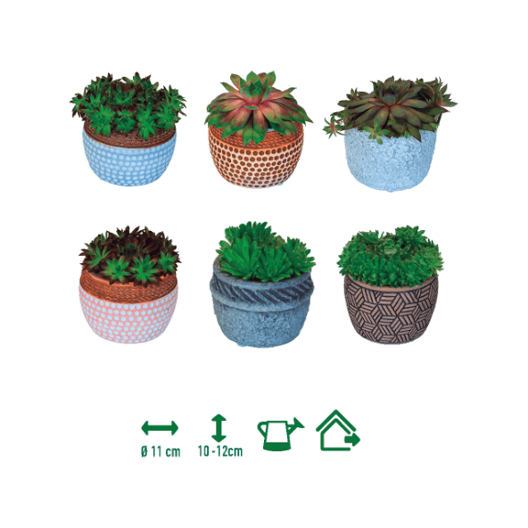 GARDENLINE® - Sempervivum