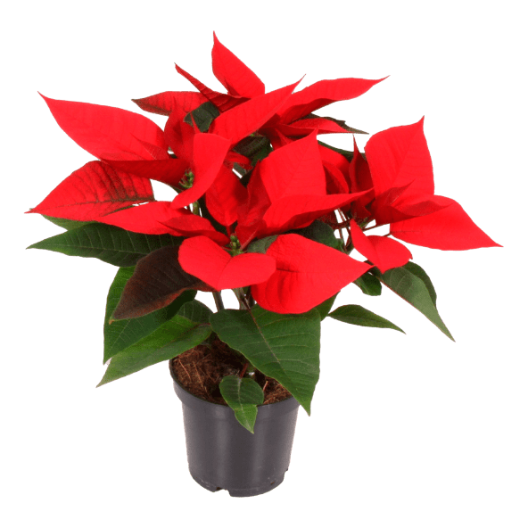 GARDENLINE® - Flor de Pascua