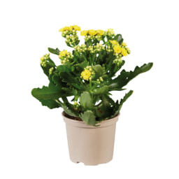 Kalanchoe