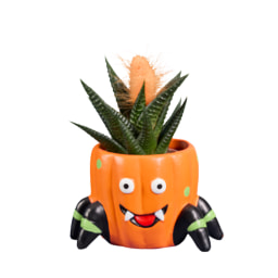Cactus y Suculentas