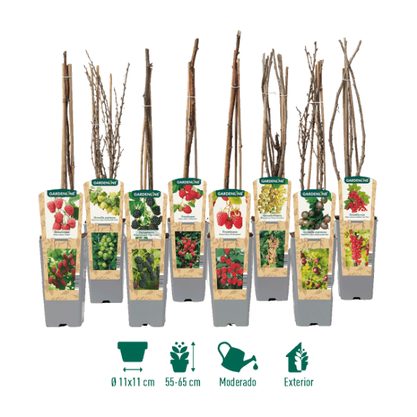 GARDENLINE® - Planta fruta del bosque