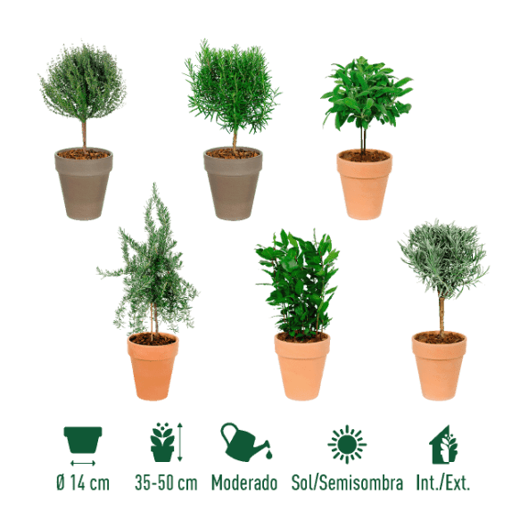 GARDENLINE® - Plantas aromáticas