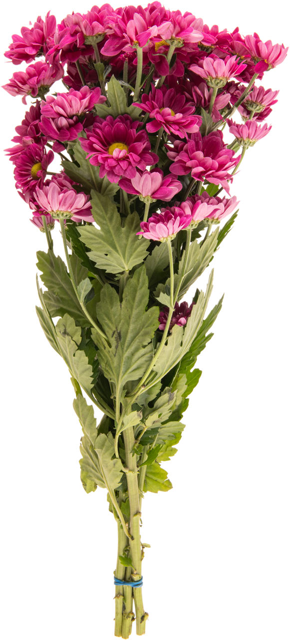 GARDENLINE® - Ramo de flores