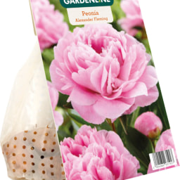 GARDENLINE® - Bulbos de peonías