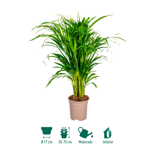 GARDENLINE® - Planta verde