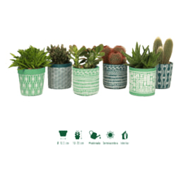 GARDENLINE® - Cactus / Suculenta con tiesto de cerámica
