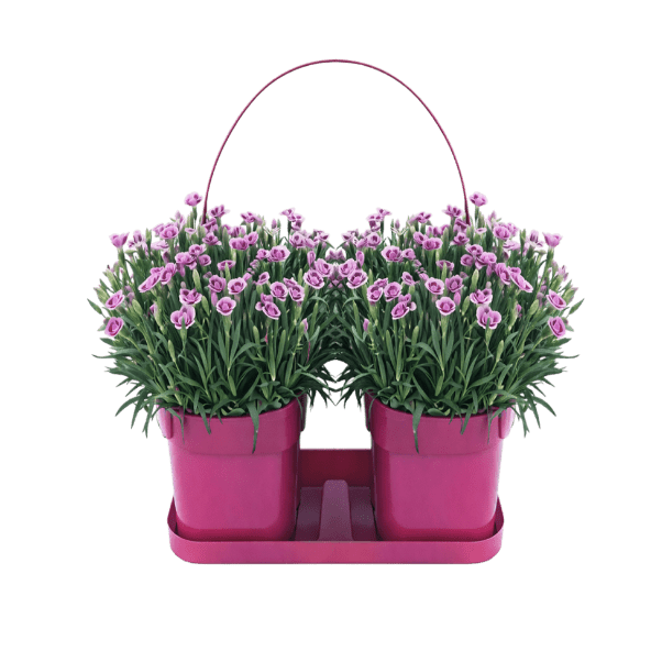 GARDENLINE® - Clavel Pink Kisses