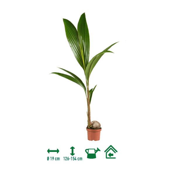 GARDENLINE® - Planta de coco