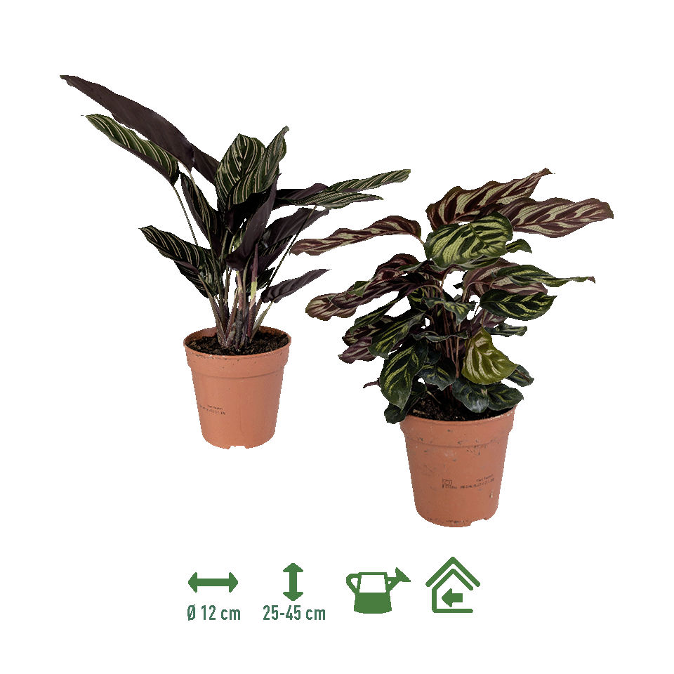 GARDENLINE® - Plantas verdes