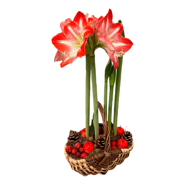 GARDENLINE® - Amarilis en cesta