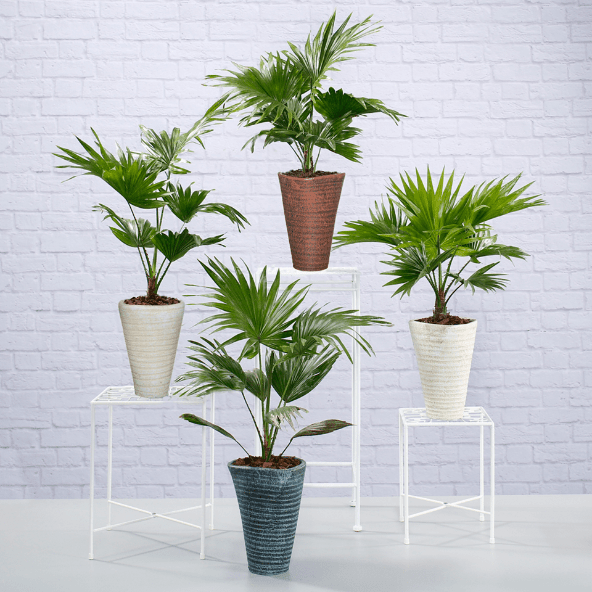 GARDENLINE® - Livistona