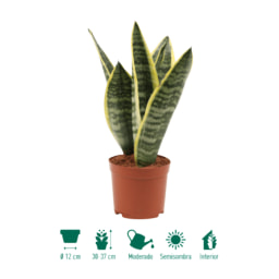 GARDENLINE® - Sansevieria