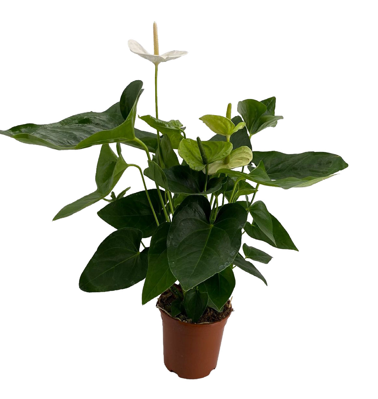 GARDENLINE® - Anthurium