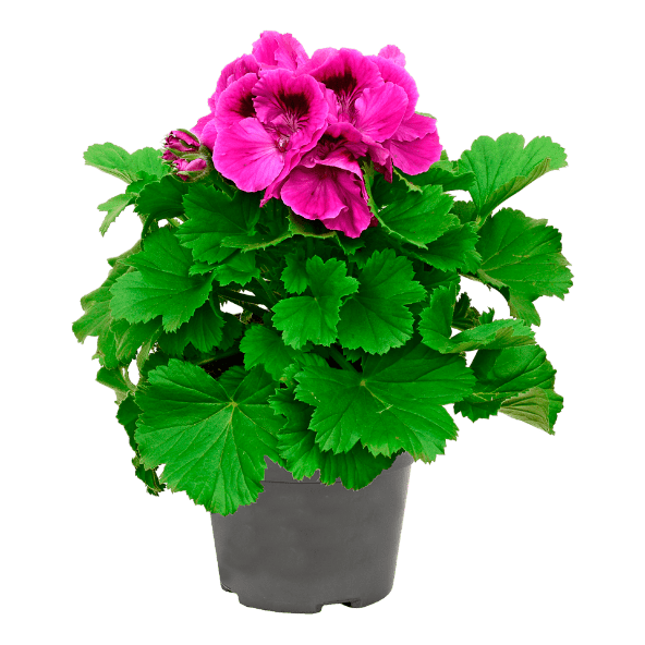 GARDENLINE® - Geranio