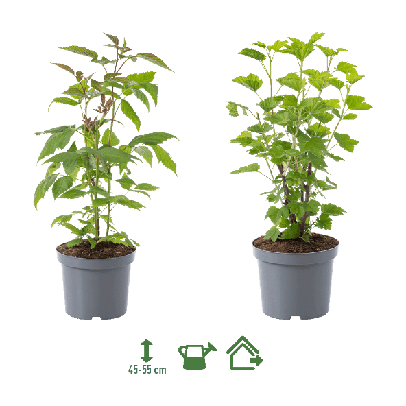 GARDENLINE® - Plantas de frutas del bosque