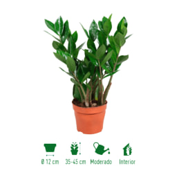 GARDENLINE® - Zamioculcas