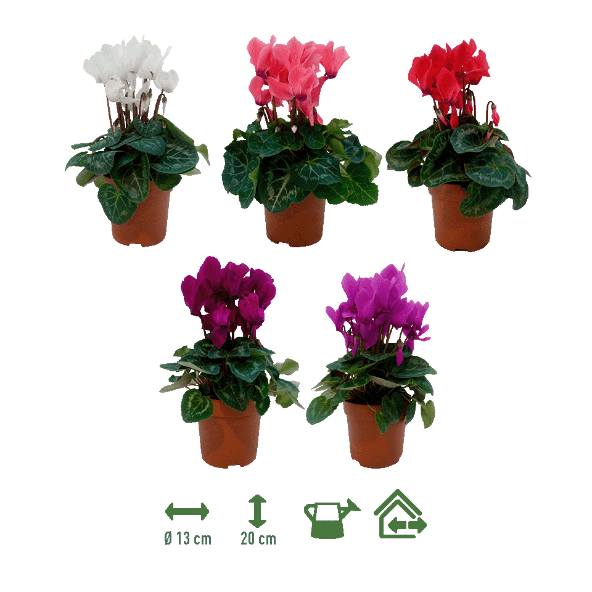 GARDENLINE® - Cyclamen