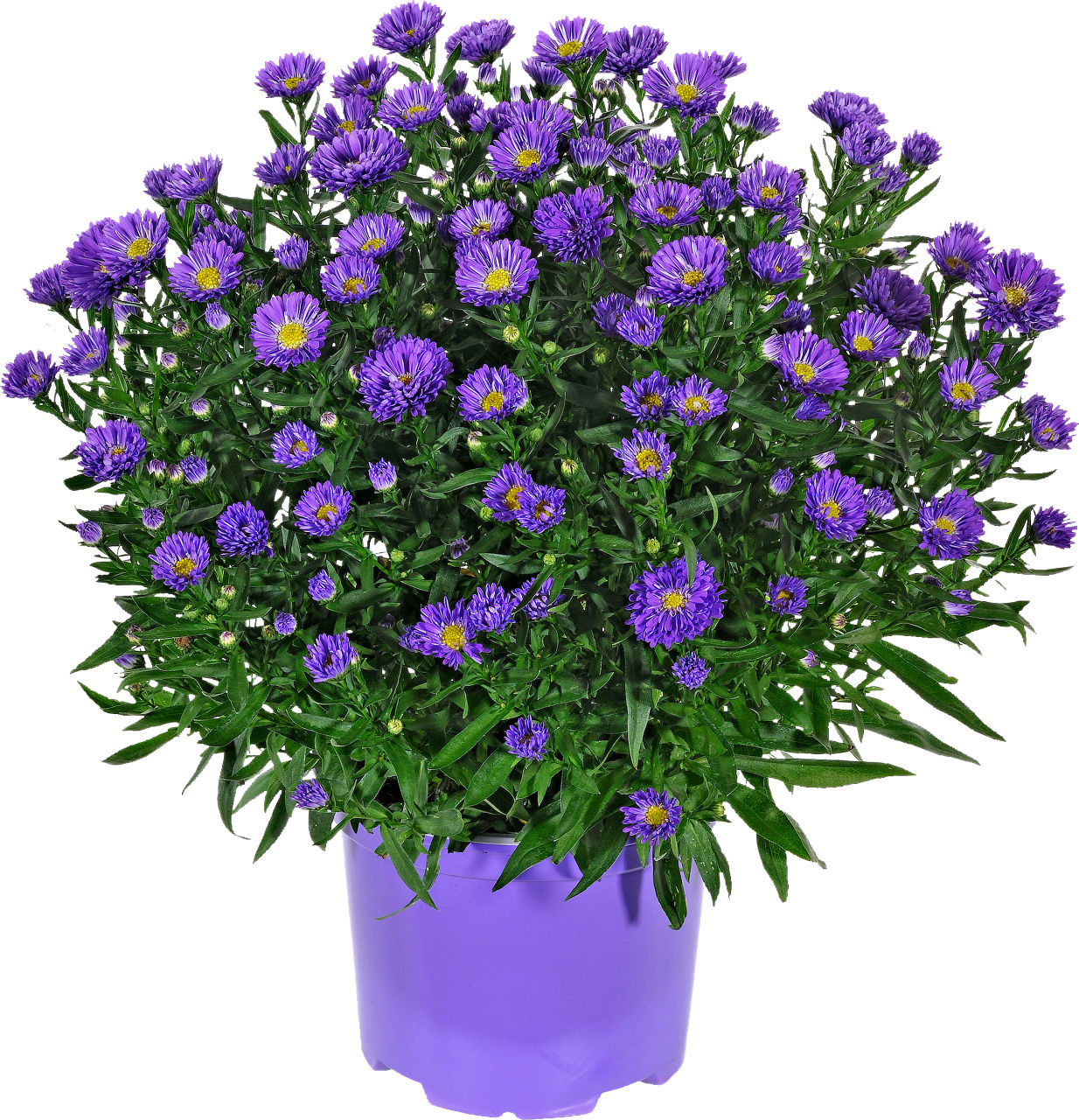 GARDENLINE® - Flores de otoño