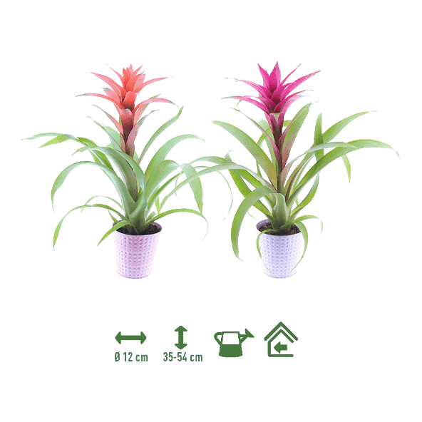 GARDENLINE® - Bromelia