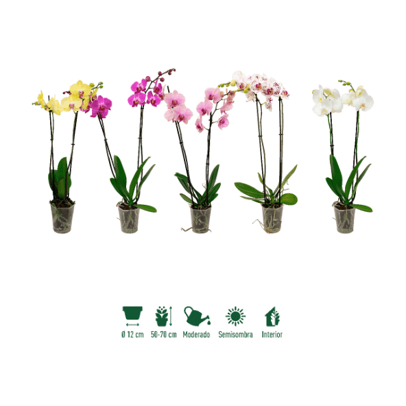 GARDENLINE® - Orquídea 2 tallos