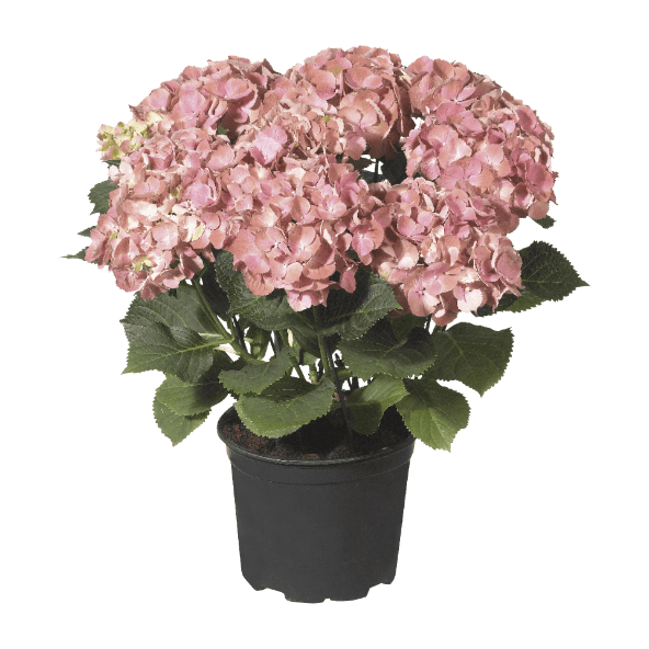 GARDENLINE® - Hortensia