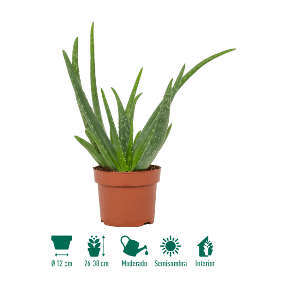 GARDENLINE® - Aloe vera